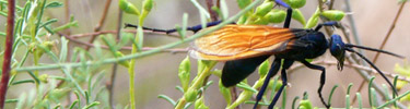 Tarantula Hawk